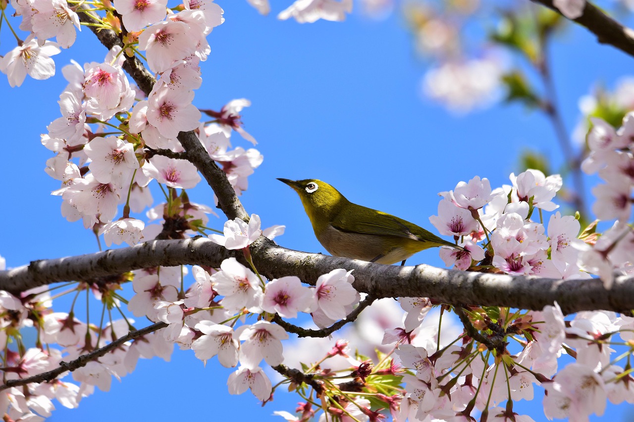 Birds in Peril: Threats to Avian Biodiversity